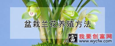 盆栽兰花养殖方法