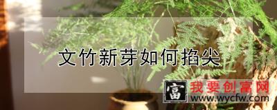 文竹新芽如何掐尖