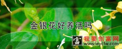 金银花好养活吗