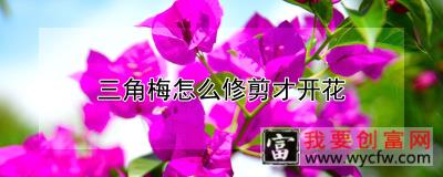 三角梅怎么修剪才开花