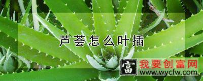 芦荟怎么叶插