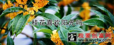 桂花喜欢阳光吗