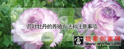 芹叶牡丹的养殖方法和注意事项