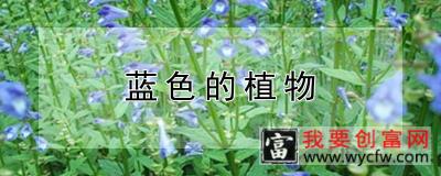 蓝色的植物