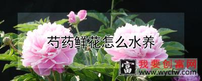 芍药鲜花怎么水养