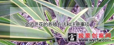 金边兰花的养殖方法和注意事项