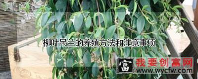 柳叶吊兰的养殖方法和注意事项