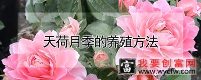 天荷月季的养殖方法