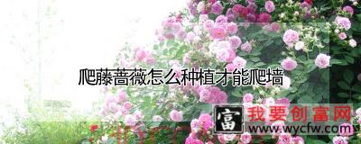 爬藤蔷薇怎么种植才能爬墙