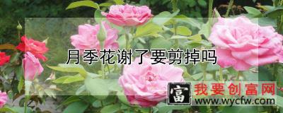 月季花谢了要剪掉吗