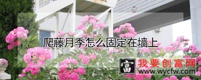 爬藤月季怎么固定在墙上