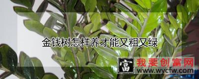 金钱树怎样养才能又粗又绿