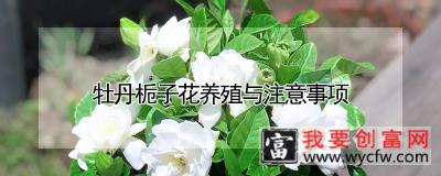 牡丹栀子花养殖与注意事项