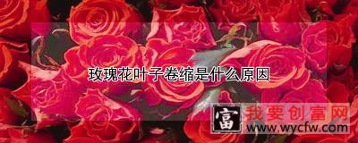 玫瑰花叶子卷缩是什么原因