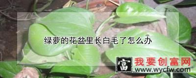 绿萝的花盆里长白毛了怎么办