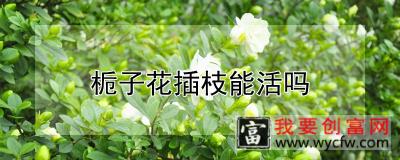 栀子花插枝能活吗