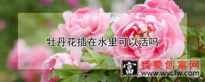 牡丹花插在水里可以活吗