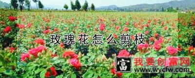 玫瑰花怎么剪枝