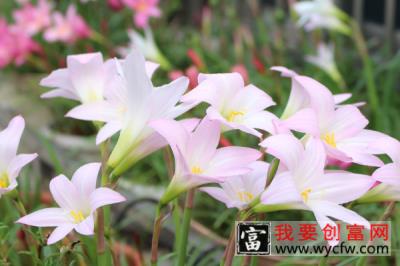 风雨兰什么时候开花