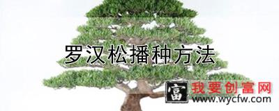 罗汉松播种方法