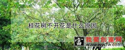 桂花树不开花是什么原因