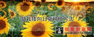 盆栽矮向日葵种植方法