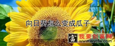 向日葵怎么变成瓜子