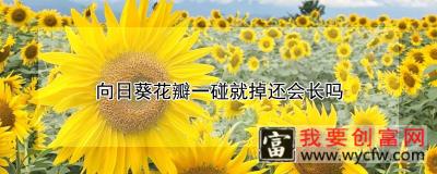 向日葵花瓣一碰就掉还会长吗