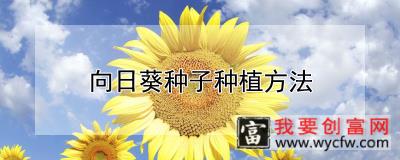 向日葵种子种植方法