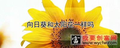 向日葵和太阳花一样吗