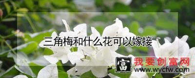 三角梅和什么花可以嫁接