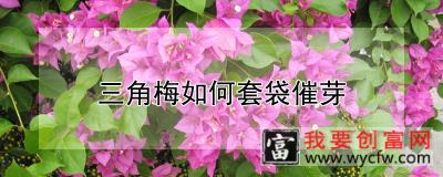 三角梅如何套袋催芽