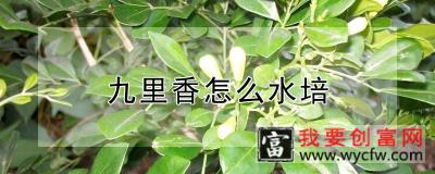 九里香怎么水培