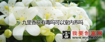 九里香花有毒吗可以室内养吗