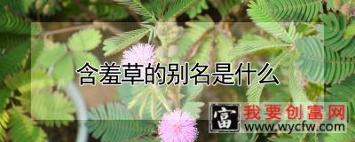 含羞草的别名是什么