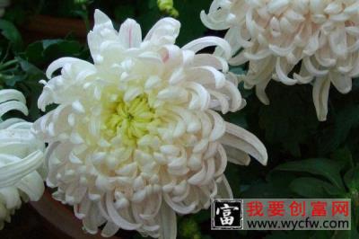 菊花夏天长什么样