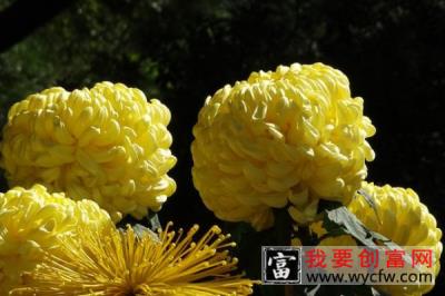 菊花夏天长什么样