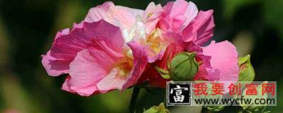 芙蓉花施肥多少为宜