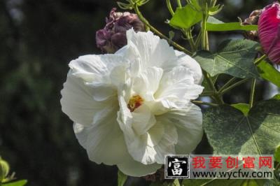 芙蓉花施肥多少为宜