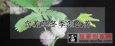 含羞草冬季怎么养