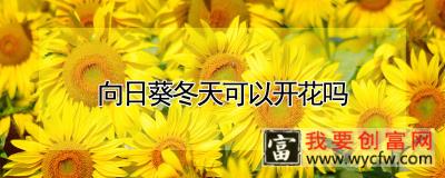 向日葵冬天可以开花吗