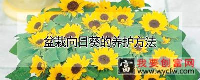 盆栽向日葵的养护方法