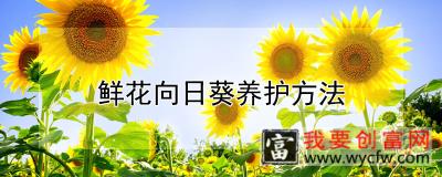 鲜花向日葵养护方法