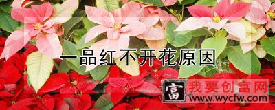 一品红不开花原因