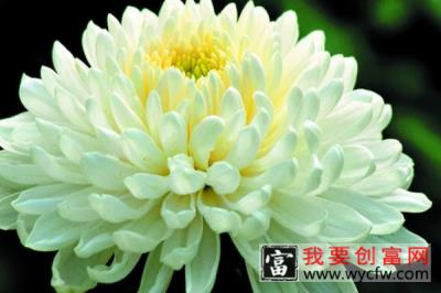 清明节为什么献菊花