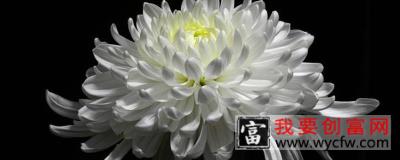 清明节为什么献菊花