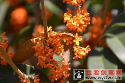 桂花夏天怕太阳直射吗