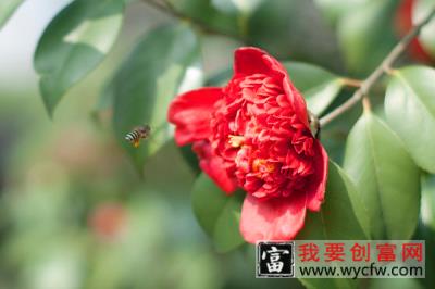 茶花花瓣变黄原因