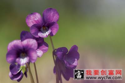 紫罗兰在什么季节开花