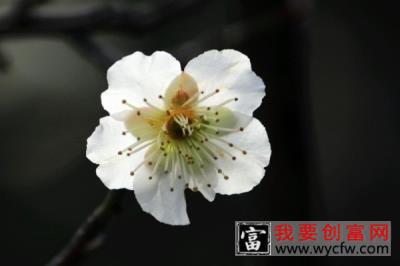 盆栽梅花怎么浇水